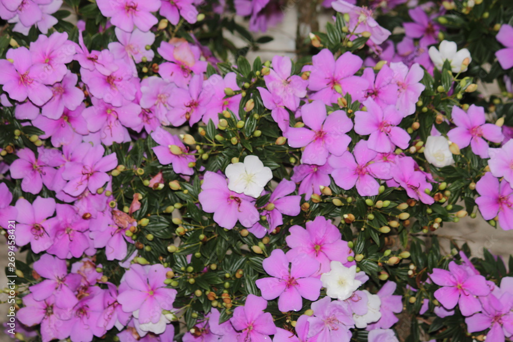 flowers background nature flowers background nature