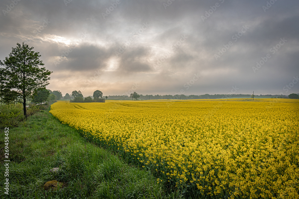 Yellow field of rape, cole.