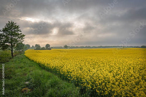Obraz na płótnie Yellow field of rape, cole. w salonie