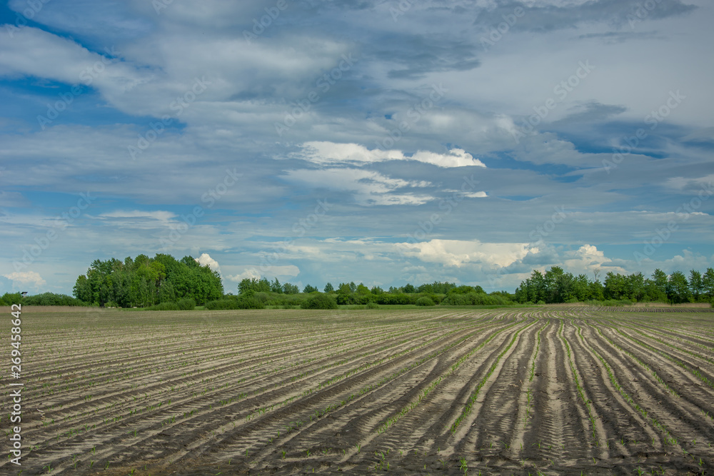 Field with young corn plants, trees and clouds in the sky