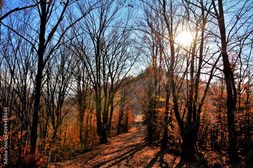 Fototapeta premium a path in the woods without leaves