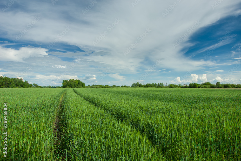 Wheel tracks in green grain, trees and clouds in the sky Wheel tracks in green grain, trees and clouds in the sky