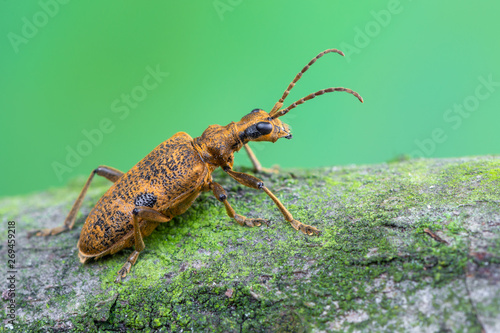 longhorn beetle - Rhagium mordax © Marek R. Swadzba
