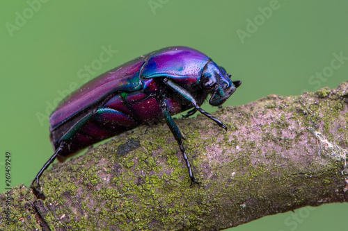 Vászonkép rose chafer beetle - Chlorocala africana oertzeni