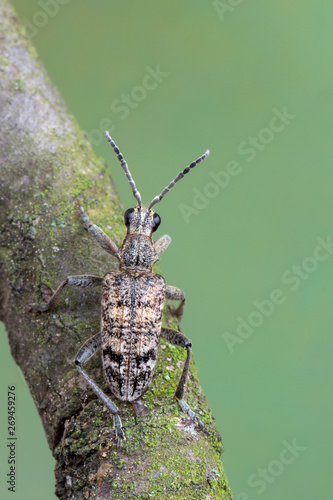 Canvastavla Ribbed Pine Borer - Rhagium inquisitor