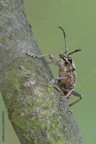 Obraz na plátně Ribbed Pine Borer - Rhagium inquisitor