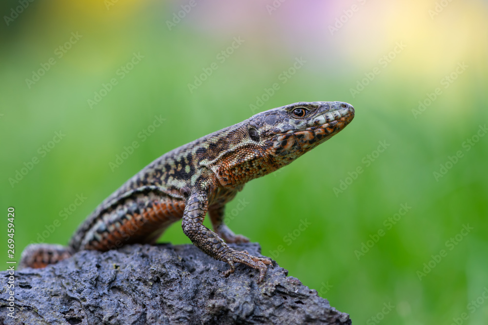 The common wall lizard - Podarcis muralis The common wall lizard - Podarcis muralis