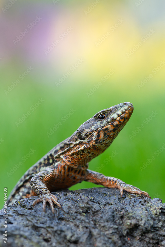 The common wall lizard - Podarcis muralis The common wall lizard - Podarcis muralis