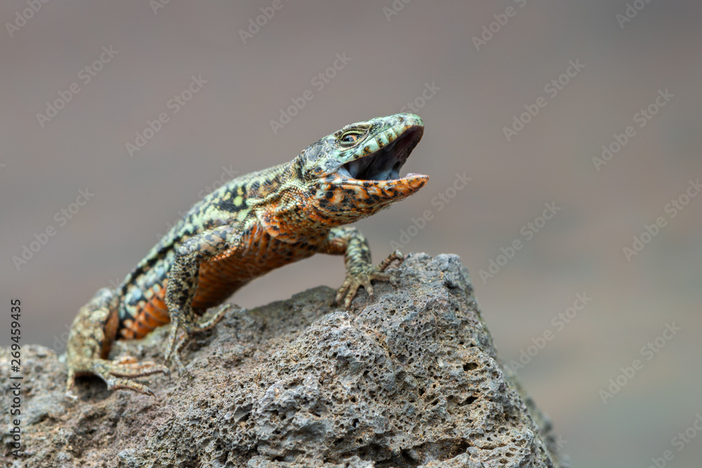 Obraz premium The common wall lizard - Podarcis muralis