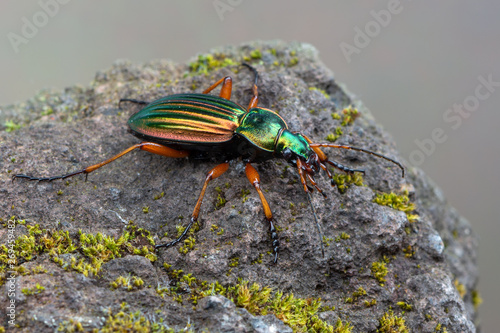 Golden Ground Beetle - Carabus auratus