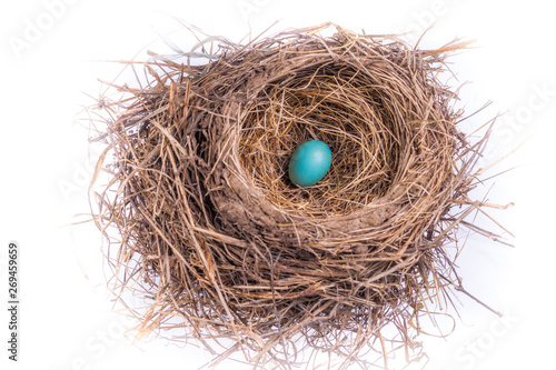 American Robin Nest - Single Egg