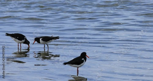 Group of Pied Oystercatcher, Haematopus longirostris 4K photo