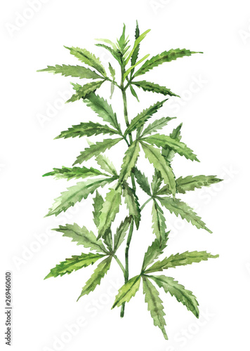 Watercolor hand-painted botany cannabis leaves and branches illustration on white background