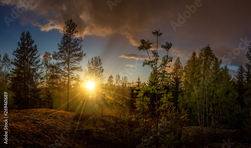 Small panorama of a forest at sunset