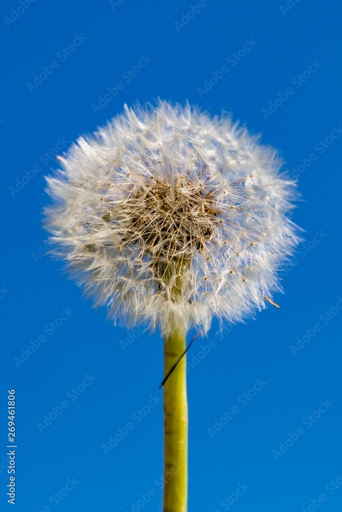 A Dandelion Seedhead against a clear blue sky A Dandelion Seedhead against a clear blue sky