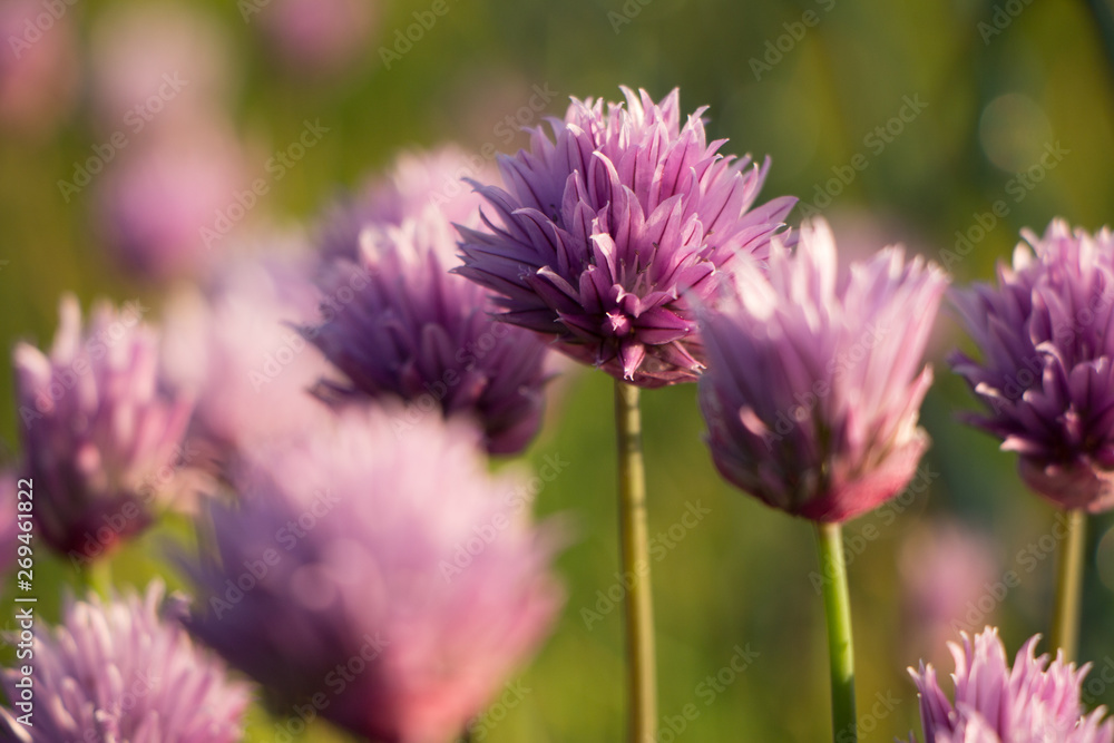 Nahaufnahme einer Schnittlauch Blüte im warmen Licht