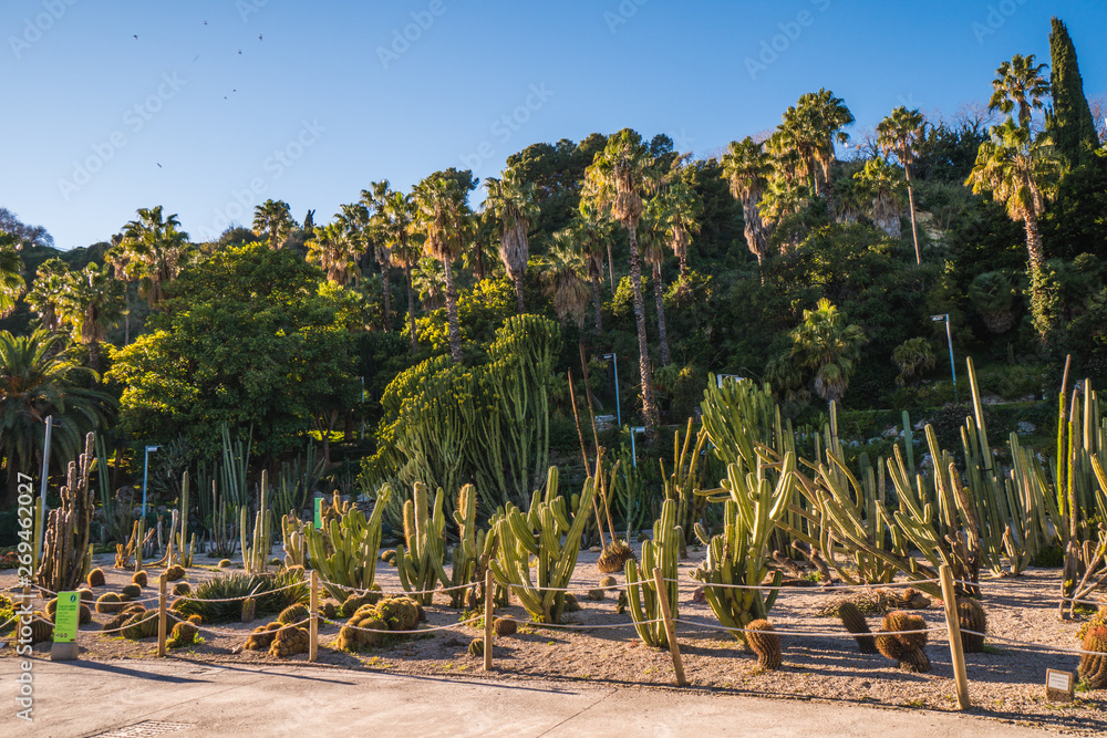 Fototapeta premium Palm trees of Barcelona, european touristic destination