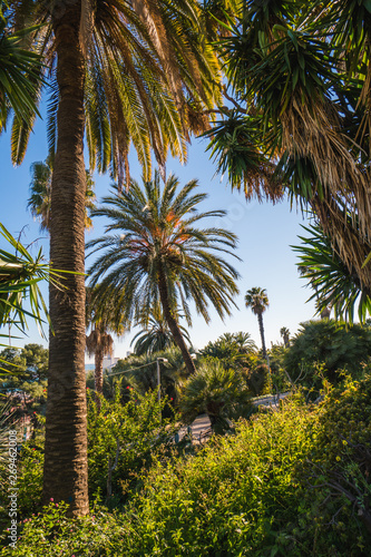 Palm trees of Barcelona, european touristic destination