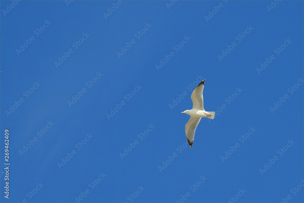 Fototapeta premium mouette