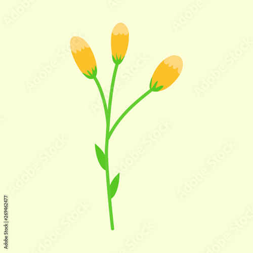 Flower buds. Plants. Yellow Bud. White background. Vector illustration. EPS 10.