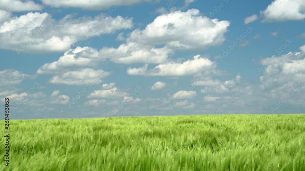 Green wheaten sprouts are in the field and beautiful cloudy. Spring landscape. Green wheaten sprouts are in the field and beautiful cloudy. Spring landscape.