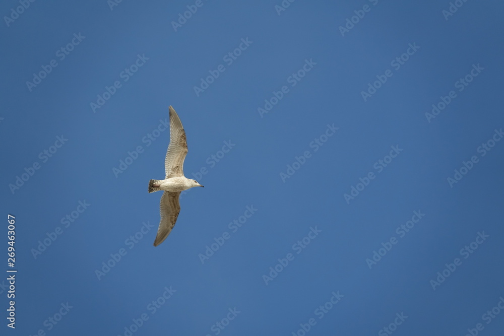 Mouette dans le ciel Mouette dans le ciel