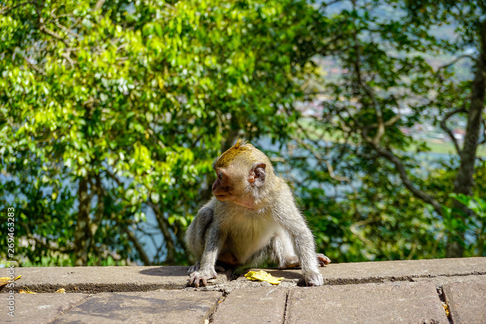 Adorable little baby macaque monkey by the road, Bali, Indonesia Adorable little baby macaque monkey by the road, Bali, Indonesia