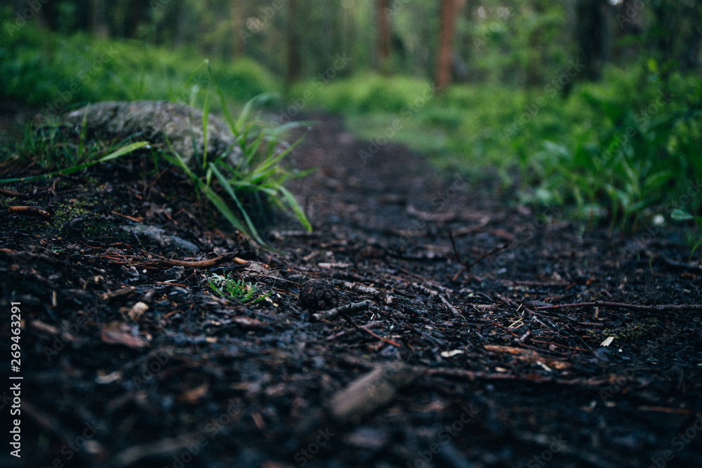 Forest path in Sweden Forest path in Sweden
