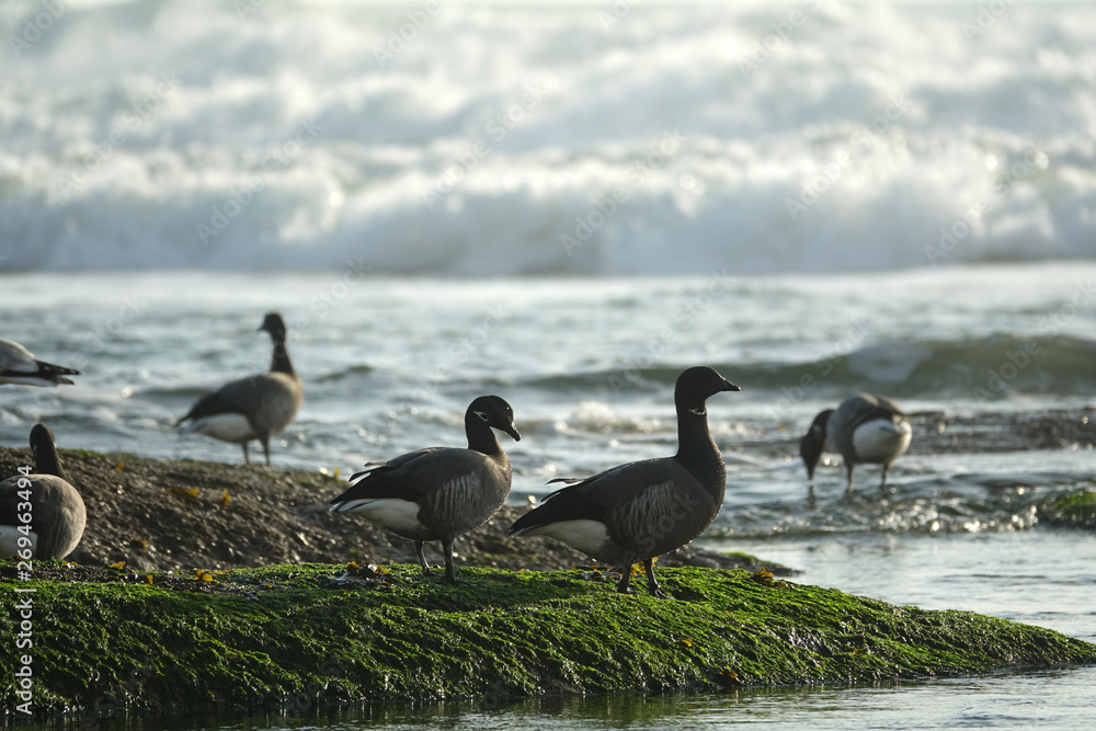 canards et oies sauvages au milieu des vagues canards et oies sauvages au milieu des vagues
