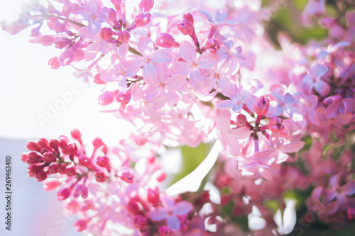 pink flowers in garden
