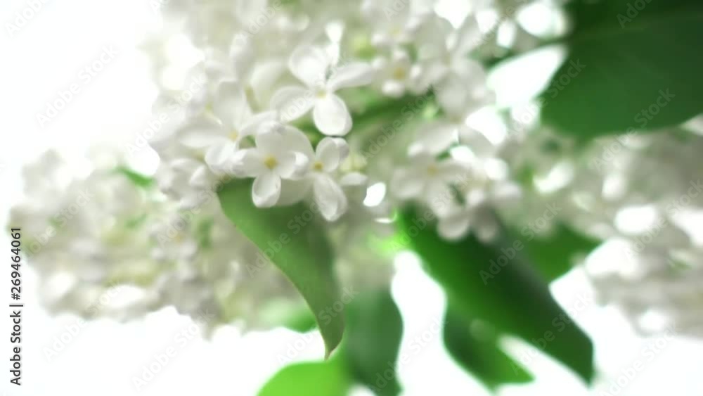 White lilac on white background, slow motion, shallow depth of field White lilac on white background, slow motion, shallow depth of field