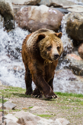 Grizzly Bear © Simone