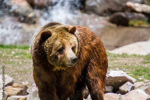 Grizzly Bear