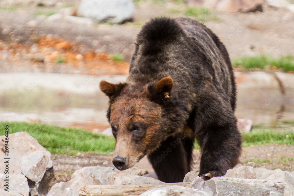 Fototapeta premium Grizzly Bear