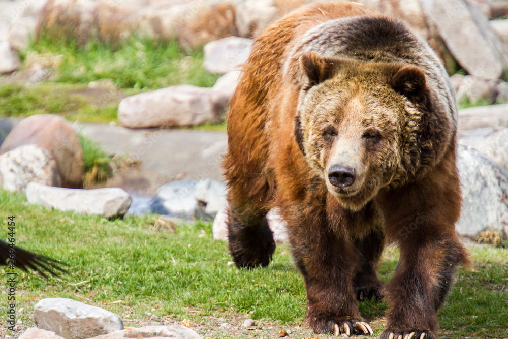 Obraz premium Grizzly Bear