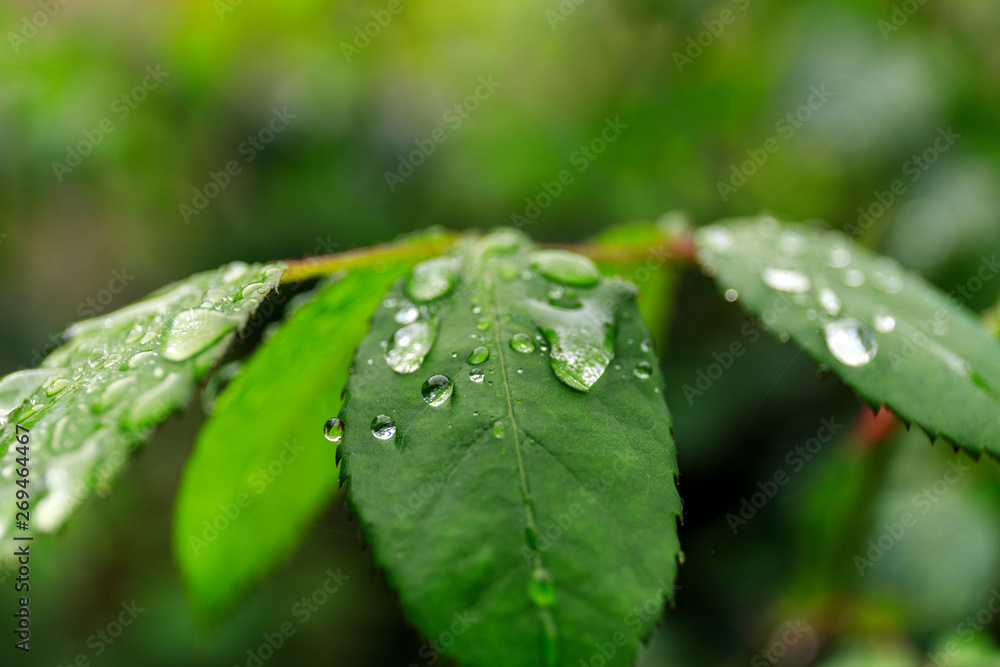 Green leaf with water drops for background. Water drops on fresh green leaf. Green leaf with water drops for background. Water drops on fresh green leaf.