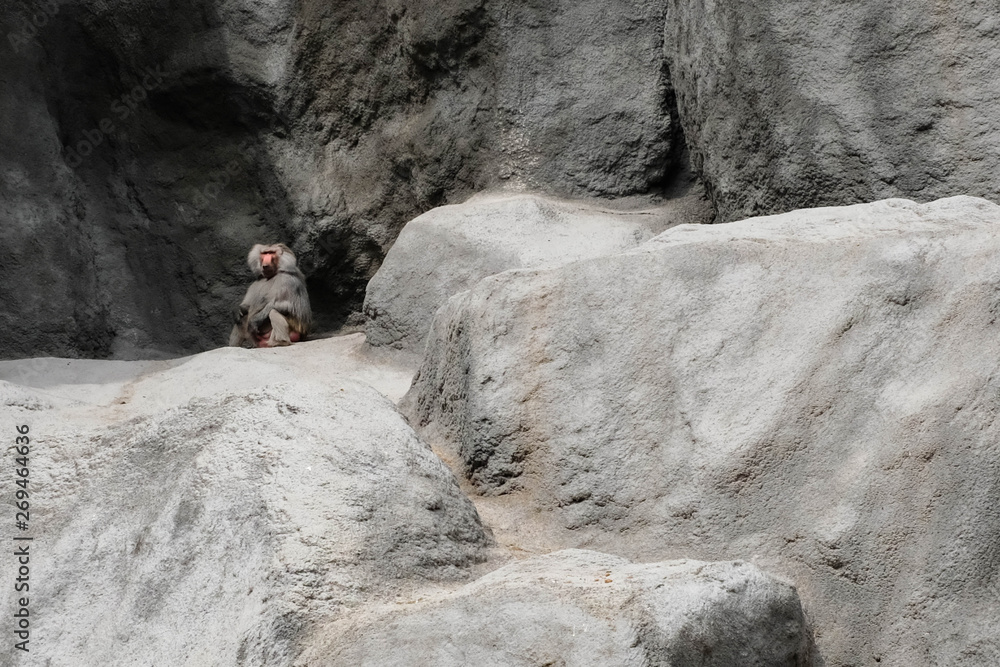 Adult baboon sitting on the rock Adult baboon sitting on the rock