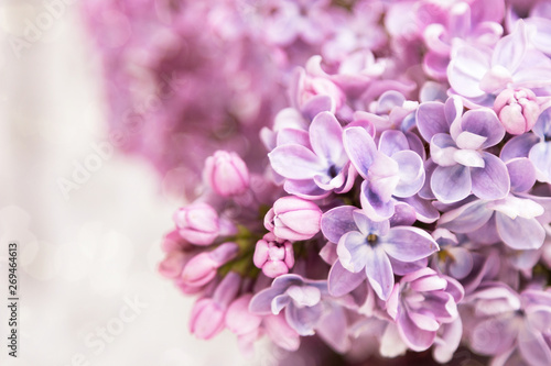 Lilac. Natural flowers. Beautiful background for a holiday card. Spring and summer. May.