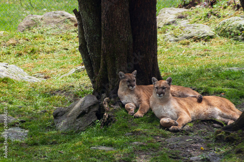 Two sibling cougars in a natural habitat on Grandfather Mountain in North Carolina