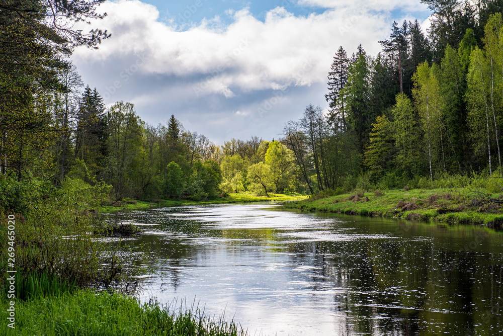 Fototapeta premium scenic river view landscape of forest rocky stream with trees on the shores