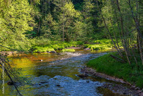 scenic river view landscape of forest rocky stream with trees on the shores