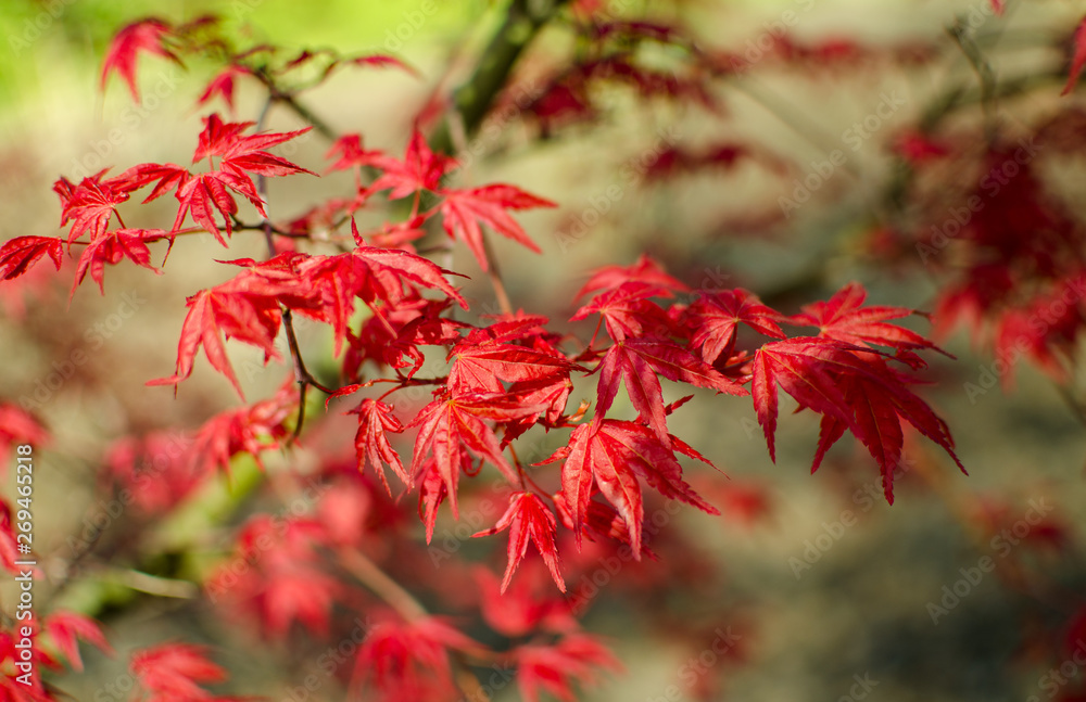 Acer palmatum Acer palmatum