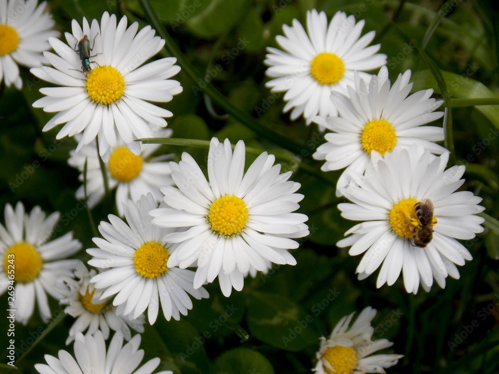 bug on a white flower bug on a white flower