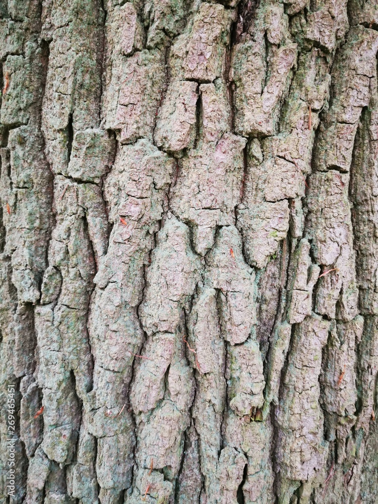 Bark