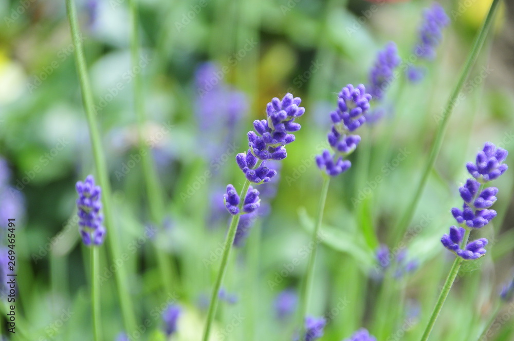 Obraz premium Wilde Pflanzen und Blumen