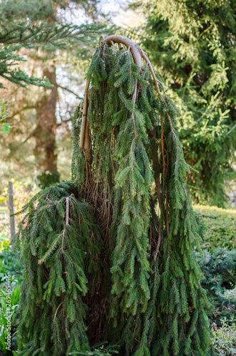 Picea abies, the Norway spruce or European spruce tree. Picea abies 'Inversa' in the botanical garden in Poland. photo