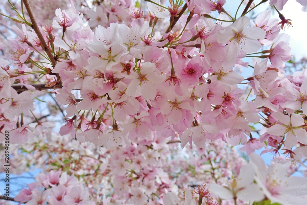 Fototapeta premium Pink and white blossoms of a sakura cherry prunus tree