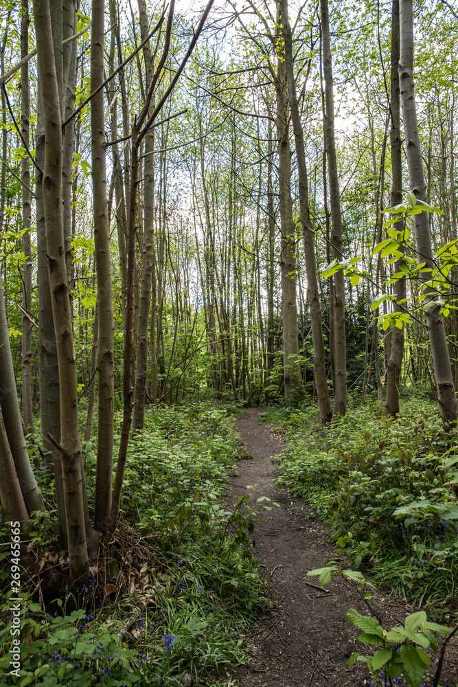 path in the forest spring path in the forest spring