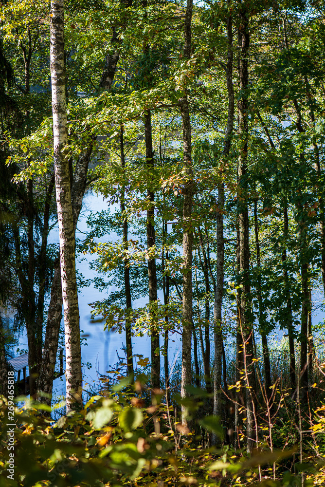 Fototapeta premium colorful tree leaves in sunny autumn in nature