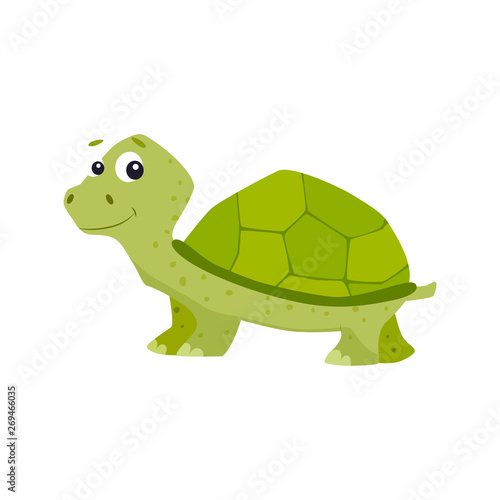 Cartoon turtle vector illustration.